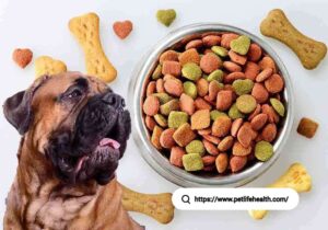 Bullmastiff Dog