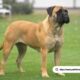 Bullmastiff Dog