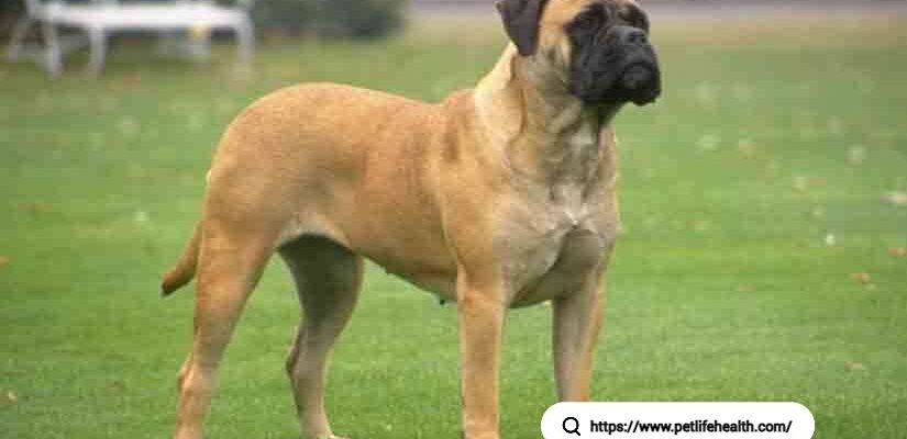 Bullmastiff Dog