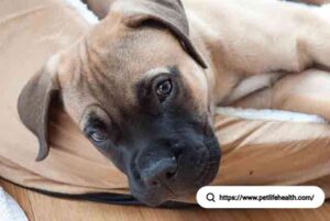 Bullmastiff Dog
