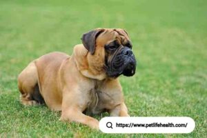 Bullmastiff Dog