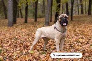 Bullmastiff Dog