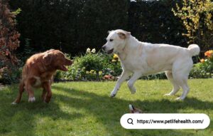 labrador retriever puppy