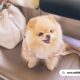 https://www.petlifehealth.com/