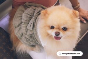 pomeranian dog