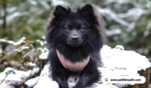 pomeranian dog