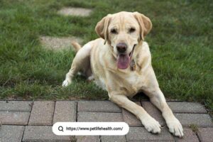 labrador retriever puppy