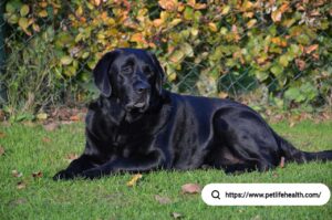 labrador retriever puppy