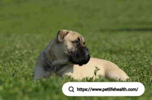 Bullmastiff Dog
