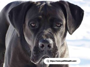 Cane Corse Dog