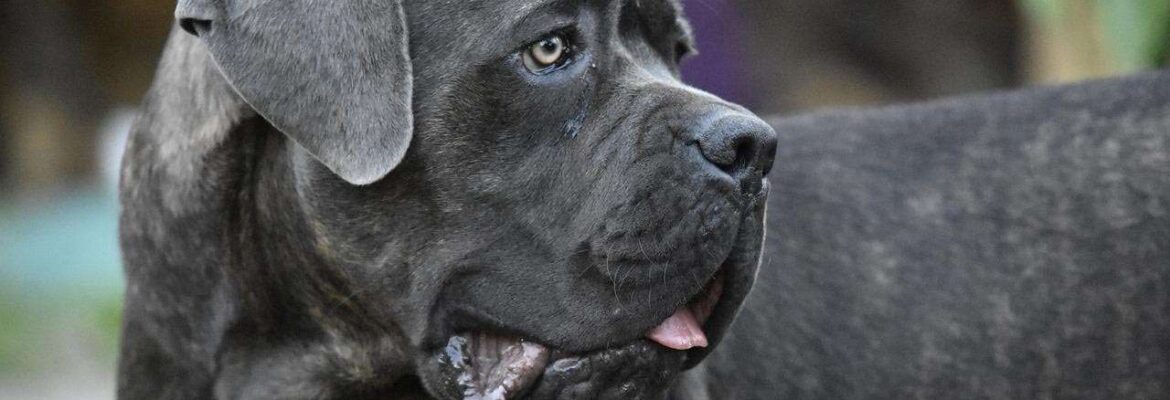 Cane Corse Dog