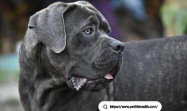 Cane Corse Dog