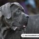 Cane Corse Dog