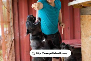Cane Corse Dog