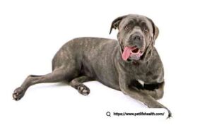 Cane Corse Dog
