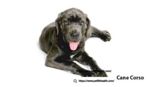 Cane Corse Dog