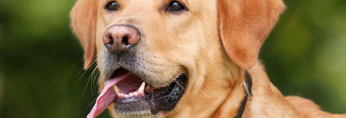 labrador retriever puppy