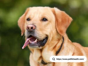 labrador retriever puppy