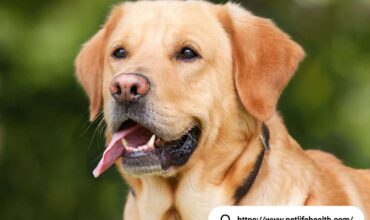 labrador retriever puppy