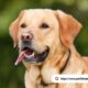 labrador retriever puppy